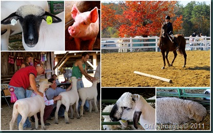 fair collage3 fair collage3
