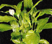 [image6%255B2%255D.png]