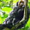 Guianan Saki Monkey