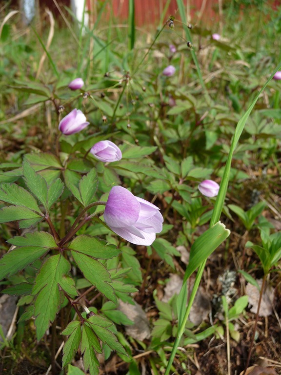[Anemone%2520nemorosa%2520%2527Allenii%2527%2520Daniel%2520Grankvist%255B3%255D.jpg]