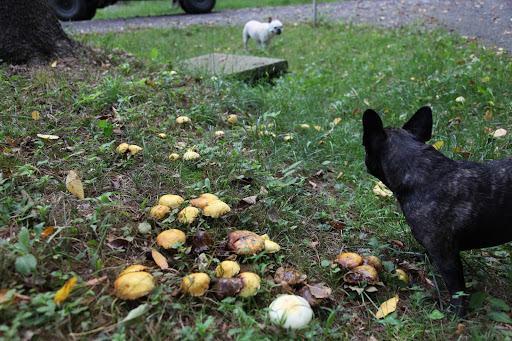 Sharkey!  Come and see this cluster of mushrooms growing in the woodland!