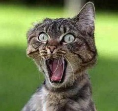 scared_cat-300x281