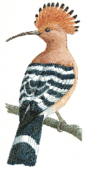hoopoe-info0