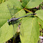 Black-shouldered Spinyleg