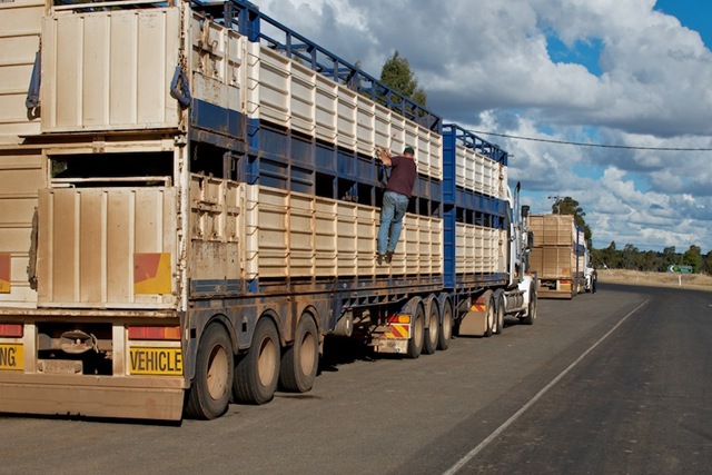 [20110521-outback2011--mitchell--cattleTransports%255B4%255D.jpg]
