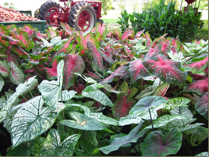 lesters caladiums2