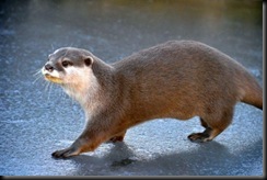 Otter on ice 1 (resized)