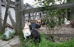 Sharkey, I think G.K. is right.  While they are definitely our friends, the way we Frenchies like to rough house and assert our dominance doesn't go over well for the chickens!