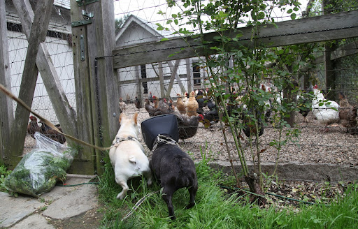 Sharkey, I think G.K. is right.  While they are definitely our friends, the way we Frenchies like to rough house and assert our dominance doesn't go over well for the chickens!