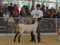 Jonah Van Roekel of the Kalona Klassics, son of Marty and Marianne Van Roekel of Wellman showed the Champion Other Meat Breeds Ewe in the 4-H Sheep Show. It was an Oxford Ewe. Photo courtesy: Washington County Extension. Jonah Van Roekel of the Kalona Klassics, son of Marty and Marianne Van Roekel of Wellman showed the Champion Other Meat Breeds Ewe in the 4-H Sheep Show. It was an Oxford Ewe. Photo courtesy: Washington County Extension.