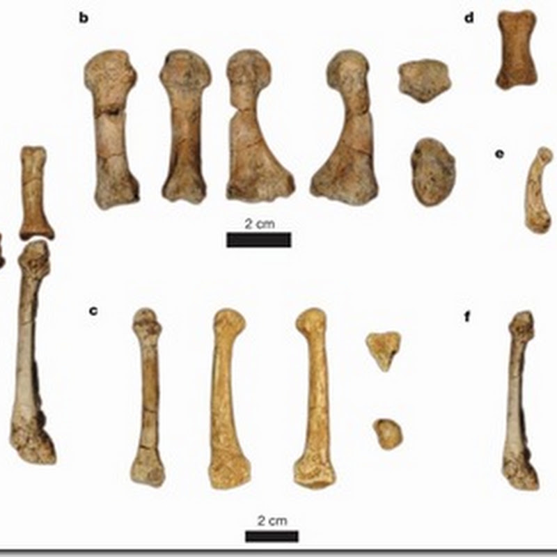 Posible ancestro humano también trepaba árboles