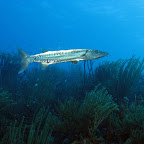 Barracuda
