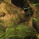 Anguia (gl), Anguila europea (es), European eel (uk)