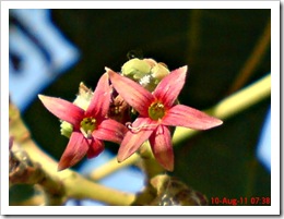 bunga Jambu monyet atau jambu mede (Anacardium occidentale)