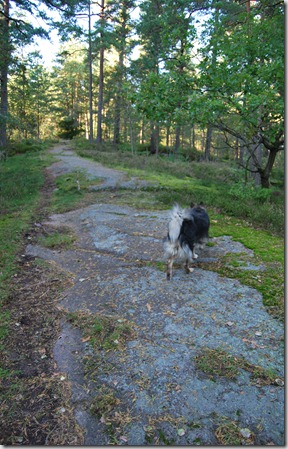 Tur i skogen sept 11 009