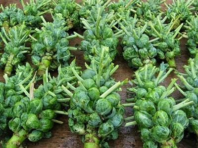 [11-26-08_BrusselSprouts%255B5%255D.jpg]