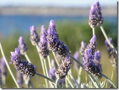 lavender-close-up