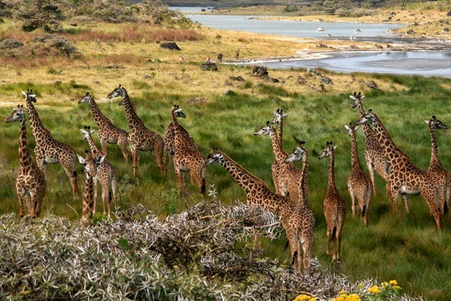 [Giraffes_Arusha_Tanzania%255B5%255D.jpg]