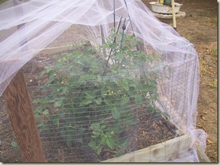 canton- coop progress- netting-around the yard 041