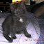 Reneseme at 10 weeks old. Reneseme at 10 weeks old.