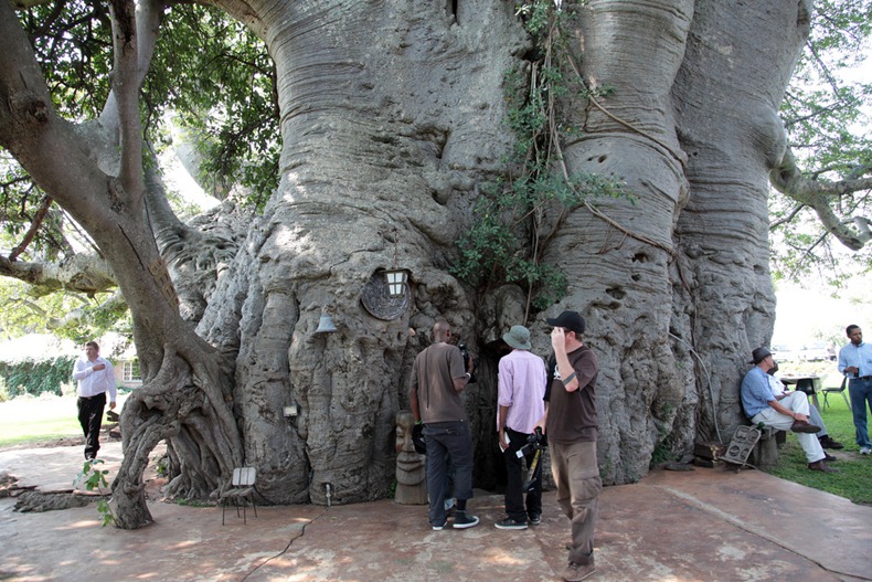 sunland-baobab-7 sunland-baobab-7