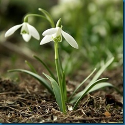 snow drop from bulbs