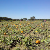 Pumpkins 2010
