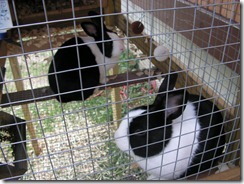 yard 2012 007