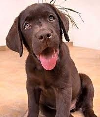 [labrador%2520chocolate%255B4%255D.jpg]