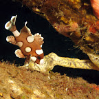 Juvenile sweetlips (Dauin, Negros)