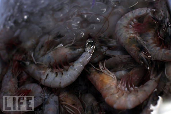 Shrimp from the Gulf of Mexico, November 2010. LIFE magazine via gulfofmexicooilspillblog.com