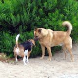 Einstein von Barkin-Sniff