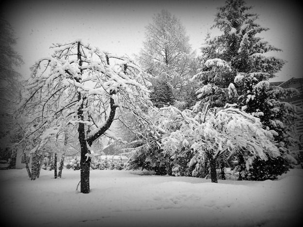 Snow covered trees Snow covered trees