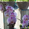 20080607_Flowers_0057.jpg