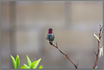 perched on a tree