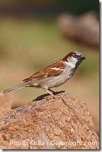house-sparrow-passer-domesticus-22945