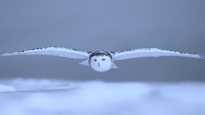 Snowy_Owl_flying_over_the_snow_wallpaper_1024x768