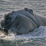 North atlantic right whale