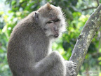 Ubud