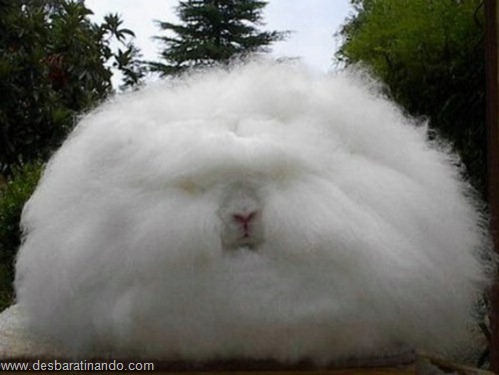 coelho angora peludo desbaratinando (5) coelho angora peludo desbaratinando (5)