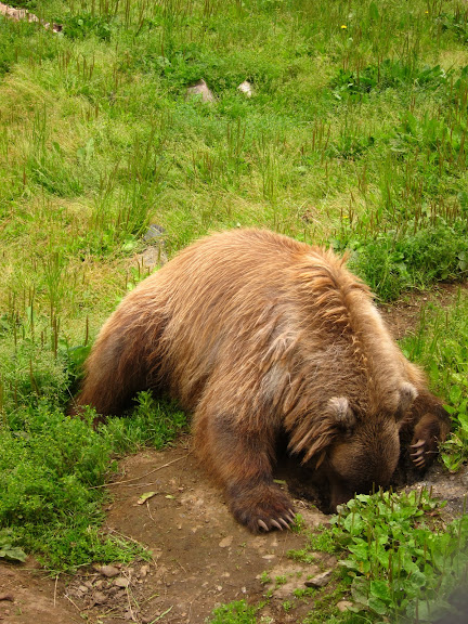  &ndash; Grizzly Bear
