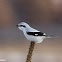 Northern Shrike