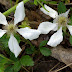 20100403_055