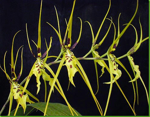 ORQ Brassia arcuigera ORQ Brassia arcuigera