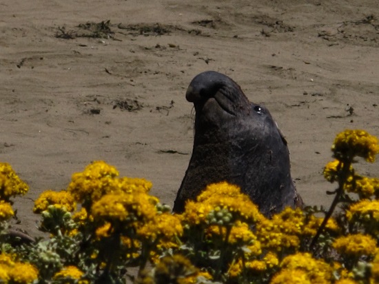 Point Piedras Blancas Elephant Seal Colony (1)