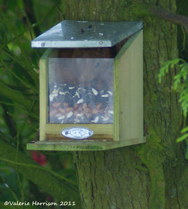 [4%2520squirrel-in-feeder%255B2%255D.jpg]