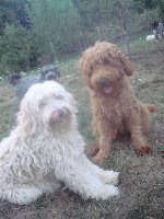Matessa & Tennison