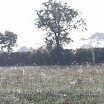 Wildlife
