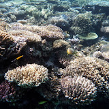 Many Different Fish Swimming in the Reef - Noumea, New Caledonia