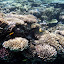 Many Different Fish Swimming in the Reef - Noumea, New Caledonia